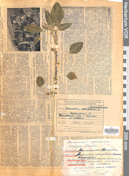 VOR 0023382