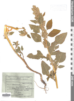 VOR 0023381