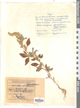 VOR 0023377