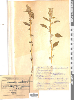 VOR 0023372