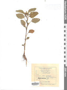 VOR 0023361