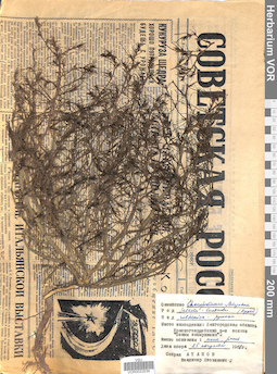 VOR 0022539