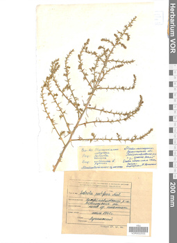 VOR 0022533