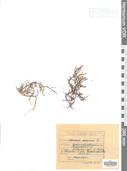 VOR 0023074