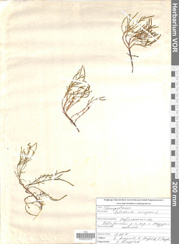 VOR 0023018