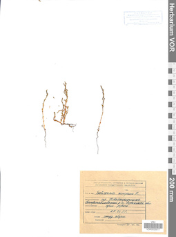 VOR 0023017