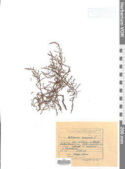 VOR 0023015