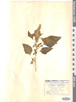 VOR 0023352