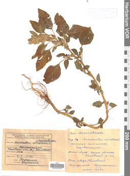VOR 0023350
