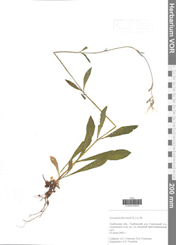 VOR 0040608