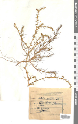 VOR 0021707