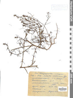 VOR 0021703