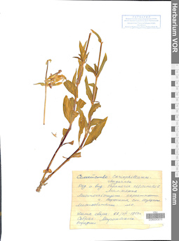 VOR 0043015
