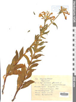VOR 0043013
