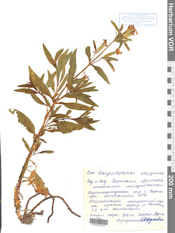 VOR 0043012