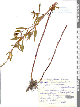 VOR 0043011