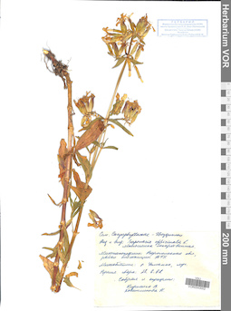 VOR 0043002