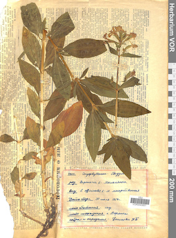 VOR 0043001