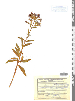 VOR 0042997