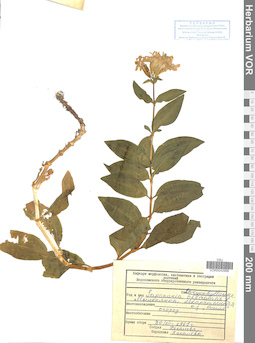 VOR 0042996
