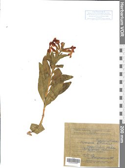 VOR 0042995