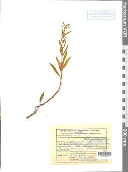 VOR 0042994