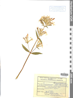 VOR 0042993