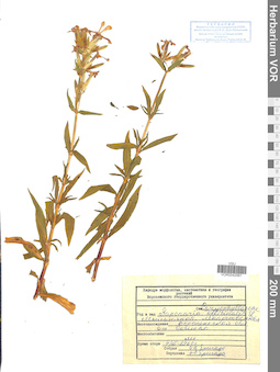 VOR 0042991