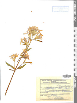 VOR 0042987