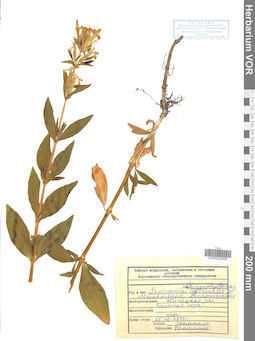 VOR 0042985