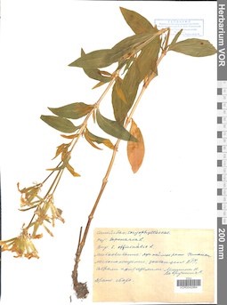 VOR 0042984