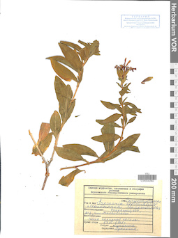VOR 0042982