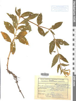 VOR 0042980