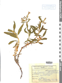 VOR 0042979