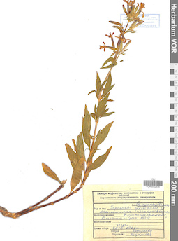VOR 0042976