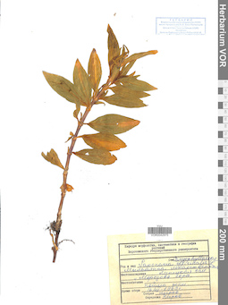 VOR 0042975