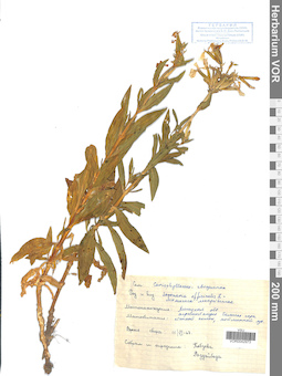VOR 0042973