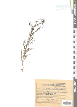 VOR 0023106