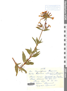 VOR 0042971