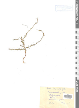 VOR 0021688