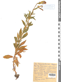 VOR 0042970