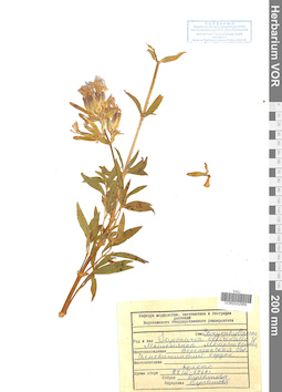 VOR 0042968
