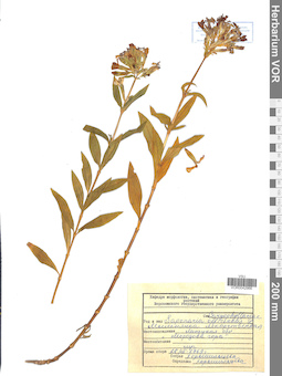 VOR 0042966