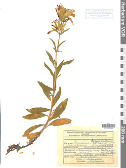 VOR 0042964