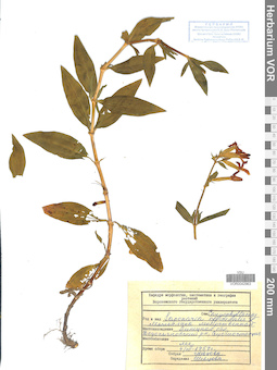 VOR 0042963