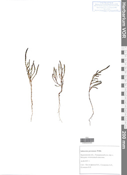 VOR 0040355
