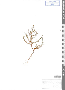 VOR 0040276