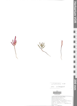 VOR 0039464
