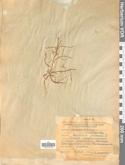 VOR 0022555