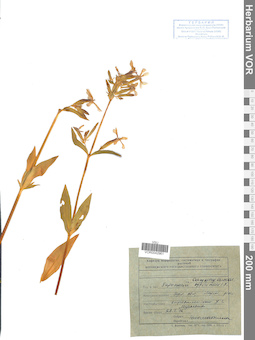 VOR 0042961
